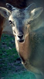 Close-up of deer