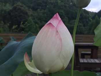 Close-up of flowers against blurred background