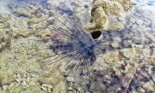 Close-up of jellyfish swimming in sea