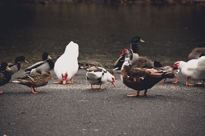 Ducks on road