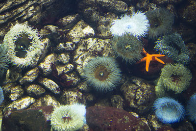 High angle view of coral in sea