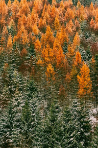 Full frame shot of tree during autumn