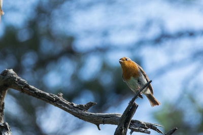 Close-up of bird perching on branch