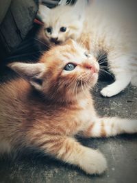 Close-up of a kitten