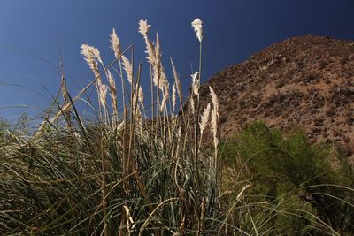 Low angle view of plants on land against sky