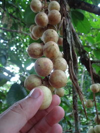 Close-up of hand holding berries growing on tree