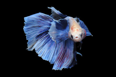 Close-up of fish underwater