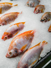 High angle view of fish for sale