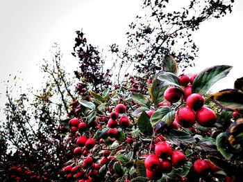 Low angle view of fruits on tree against sky