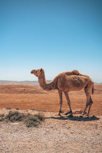 Camels walking on field against clear sky