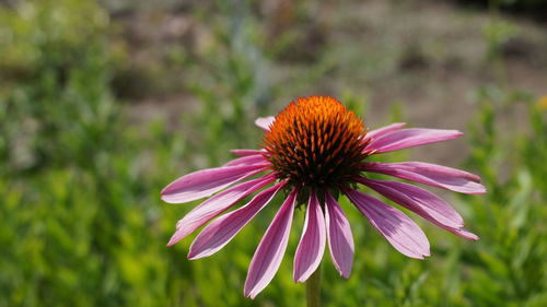 Close-up of pink flower