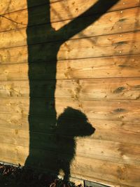 Shadow of cat on hardwood floor