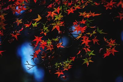 Low angle view of leaves on tree