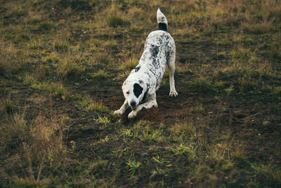 Dog running in field