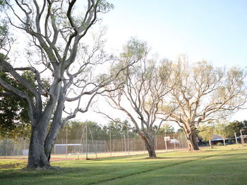 Trees on field against sky