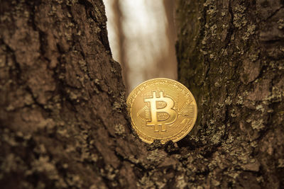 Close-up of coins on tree trunk