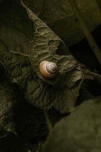 Close-up of snail