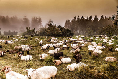 Flock of sheep in field against sky