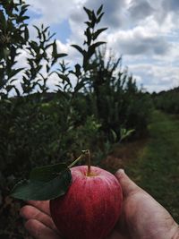 Close-up of hand holding apple