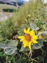 Close-up of yellow butterfly pollinating flower