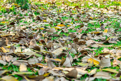 Close-up of autumn leaves on field