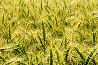 Full frame shot of wheat field