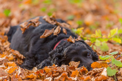 High angle view of a dog resting on leaves