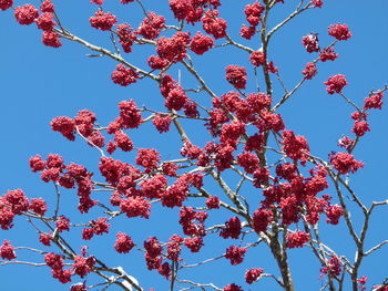 Low angle view of red tree against clear sky