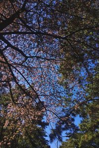 Low angle view of cherry tree in forest