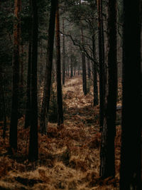 Trees in forest during autumn