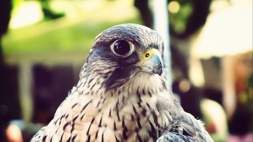 Close-up of owl