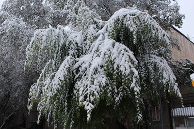 Low angle view of pine trees in forest during winter