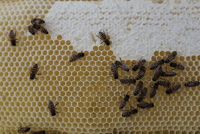 Close-up of bees on honeycomb