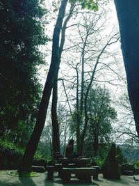 Low angle view of tree trunk