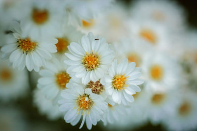 Close-up of white flowering plants