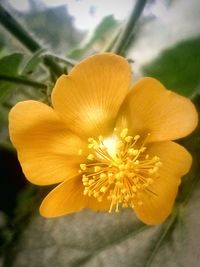 Close-up of yellow flower