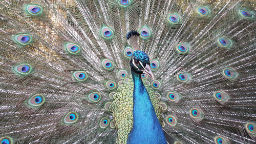 Indian green peafowl, blue peafowl, pavo cristatus, peacocks or peahens fanned out its massive tail.