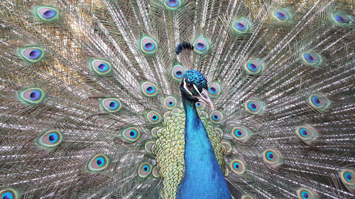 Indian green peafowl, blue peafowl, pavo cristatus, peacocks or peahens fanned out its massive tail.