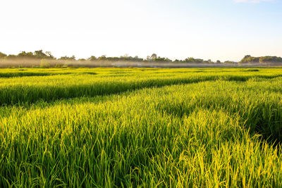 Green rice fields, natural background.