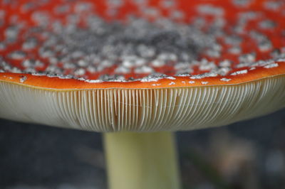 Close-up of mushroom