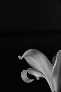 Close-up of day lily against black background