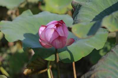 Close-up of pink lotus water lily