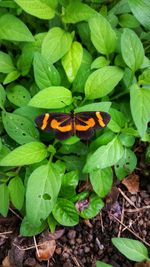 Close-up of butterfly on plant