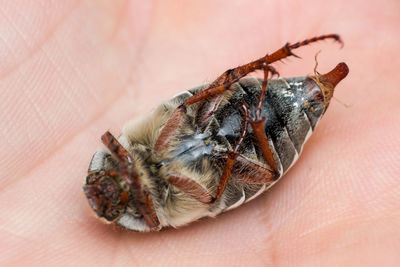 Close-up of insect on hand