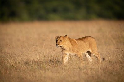 Young male lion walks across dry grass