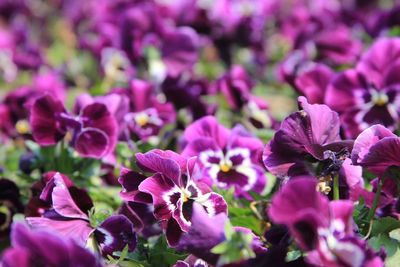 Close-up of pink flowering plants