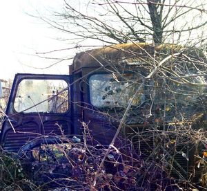 Bare trees in a field