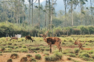 Deer in a field ranca upas bandung