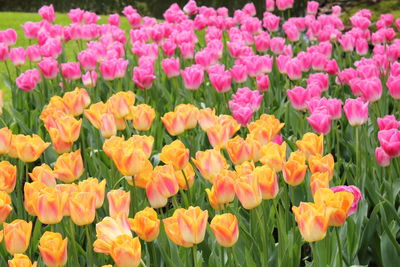 Close-up of pink flowers blooming on field