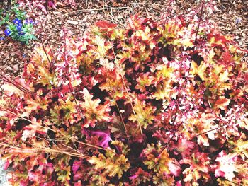 Full frame shot of pink flowers